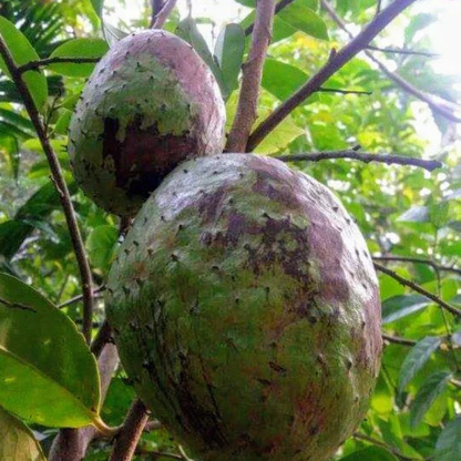 Mountain Soursop Live Plant (Annona Montana)