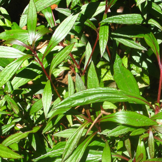 Mrithasanjeevani (Ayapana triplinervis) Medicinal Live Plant