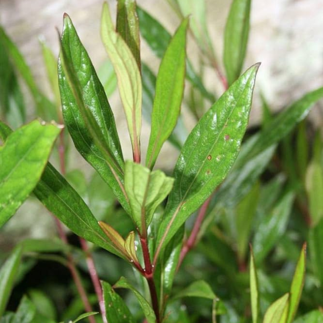 Mrithasanjeevani (Ayapana triplinervis) Medicinal Live Plant