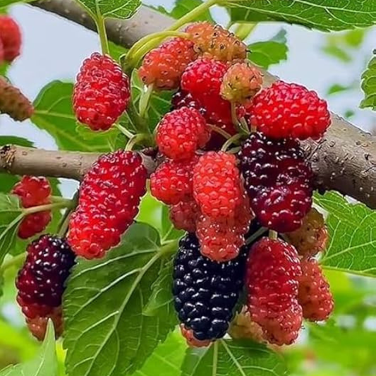 Mulberry Well Rooted Live Plant