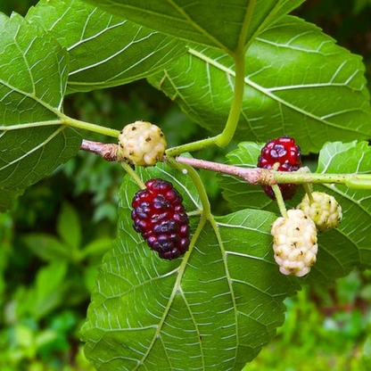 Mulberry Well Rooted Live Plant