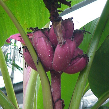Musa velutina (Pink Banana) Rare Live Plant