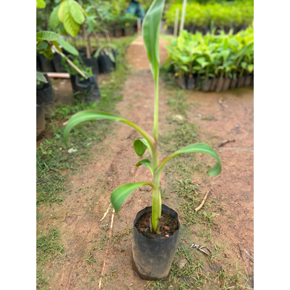 Musa velutina (Pink Banana) Rare Live Plant