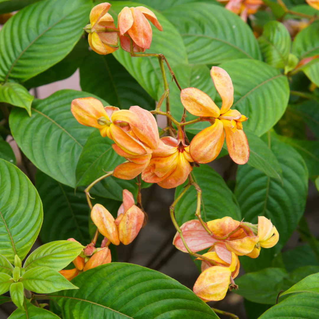 Mussaenda orange All Time Flowering Live Plant