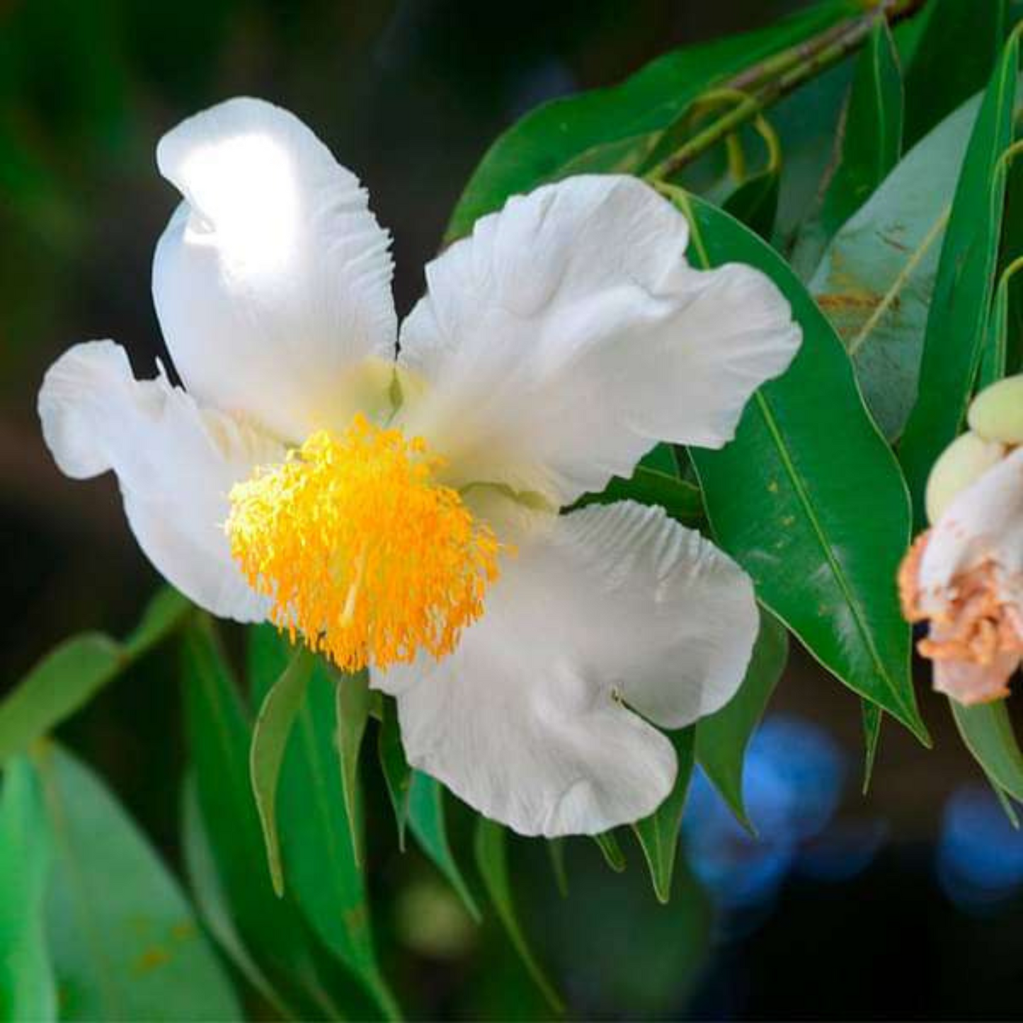 Nagkesar (Ceylon Ironwood) Live Plant