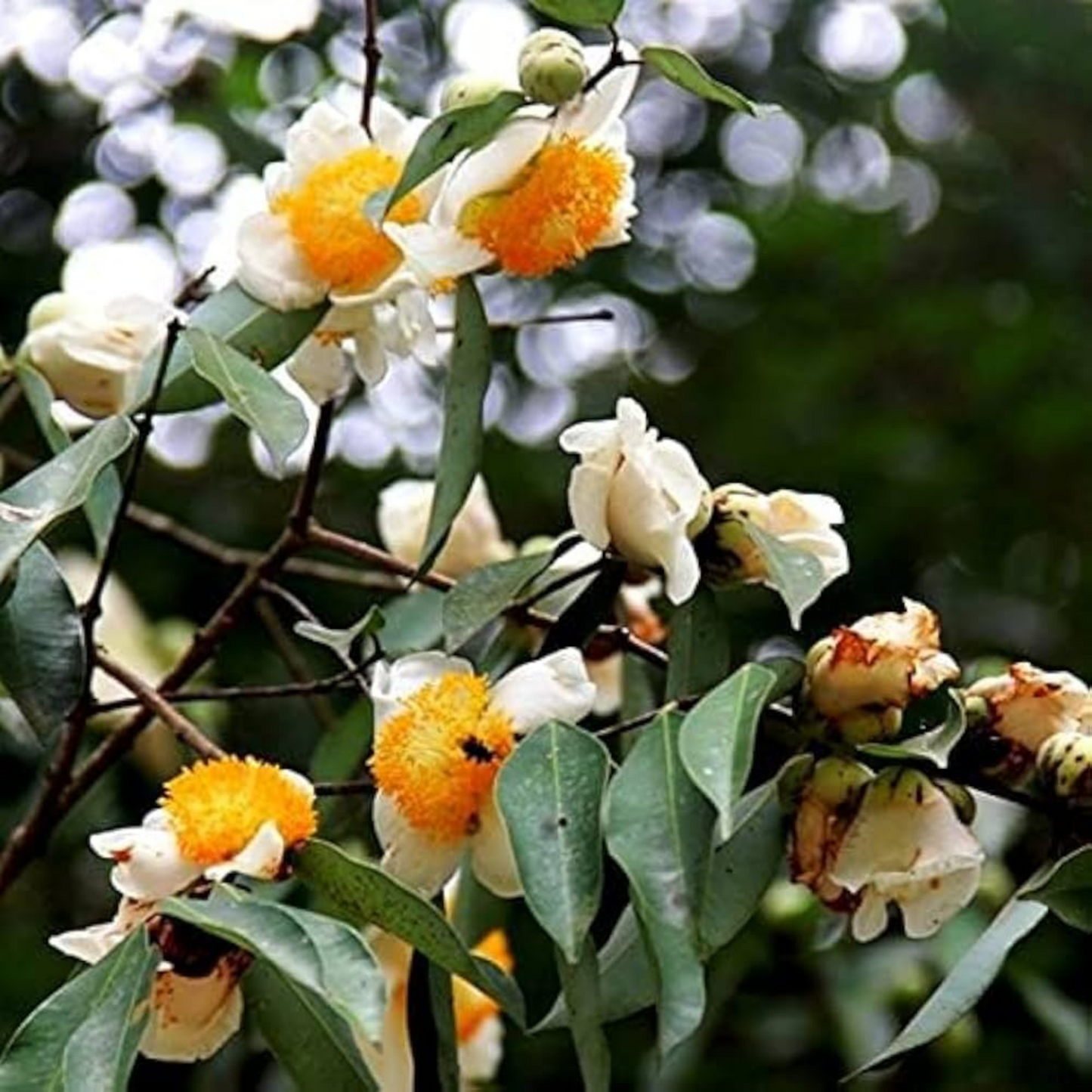 Nagkesar (Ceylon Ironwood) Live Plant