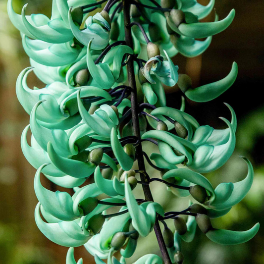 Nema/Blue Jade Vine (Strongylodon macrobotrys) Live Plant
