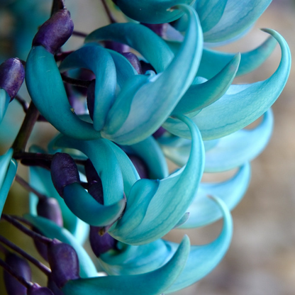 Nema/Blue Jade Vine (Strongylodon macrobotrys) Live Plant
