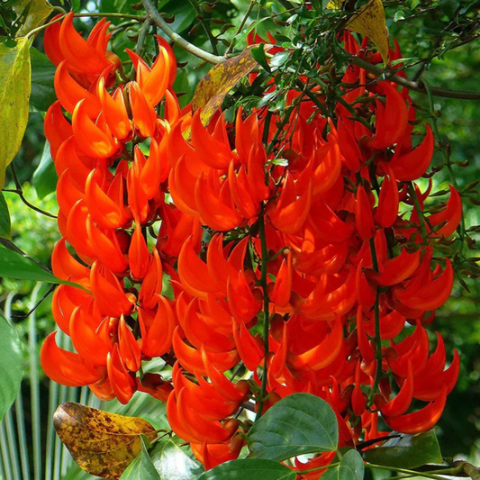 Nema/Blue Jade Vine (Strongylodon macrobotrys) & Red Jade Vine (Mucuna Bennettii) Combo Live Plants