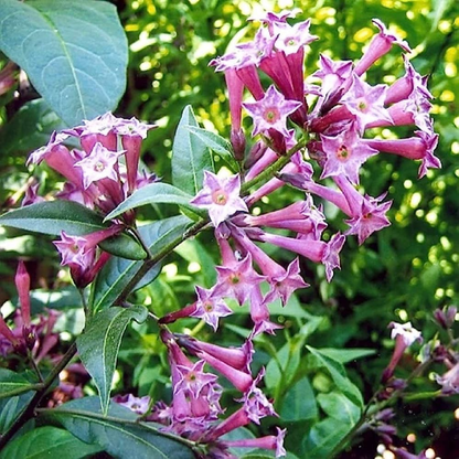 Night Blooming Jasmine Purple Flowering Live Plant