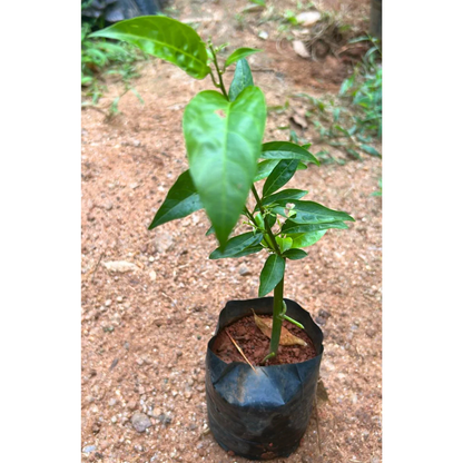 Night Blooming Jasmine Purple Flowering Live Plant