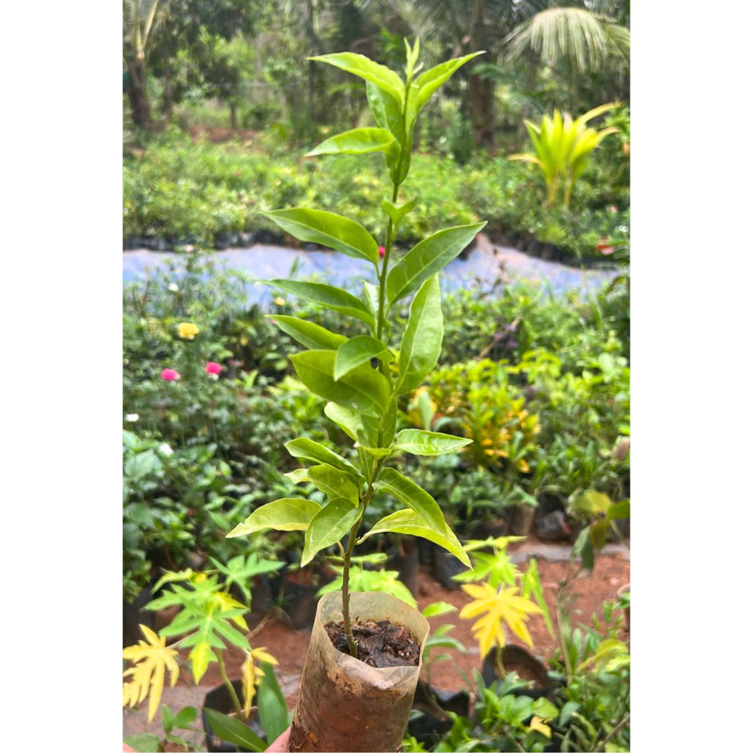 Night Blooming Jasmine Yellow (Cestrum nocturnum) Flowering Live Plant