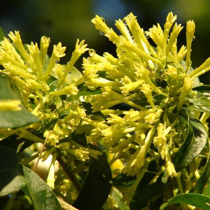 Night Blooming Jasmine Yellow (Cestrum nocturnum) Flowering Live Plant