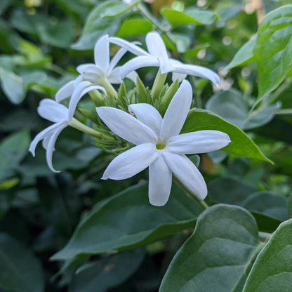 Nithyakalyani (Jasminum multiflorum) Highly Fragrant Flowering Live Plant