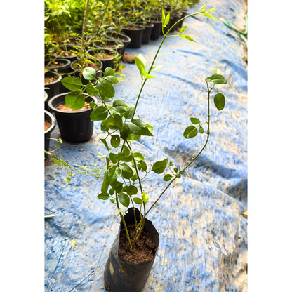 Nithyakalyani (Jasminum multiflorum) Highly Fragrant Flowering Live Plant