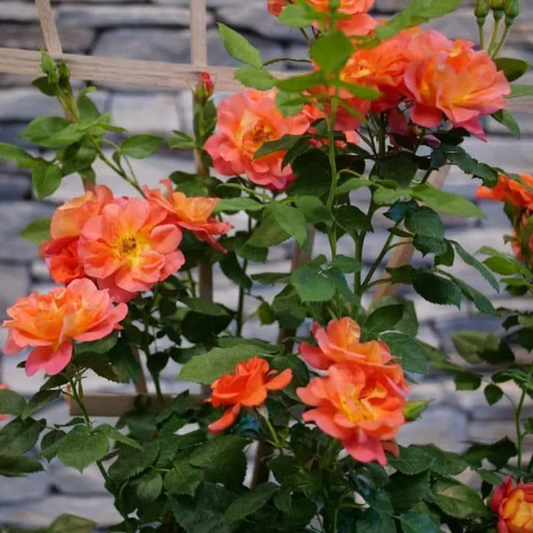 Orange Climber Rose Rare Big Flowering Climbing Rose Plant