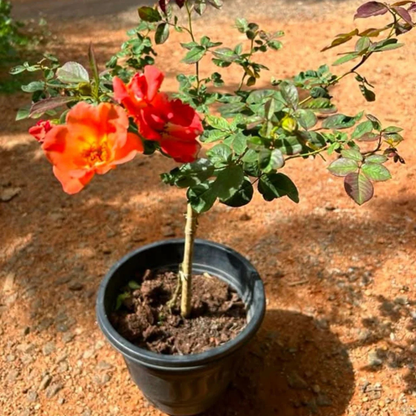 Orange Climber Rose Rare Big Flowering Climbing Rose Plant