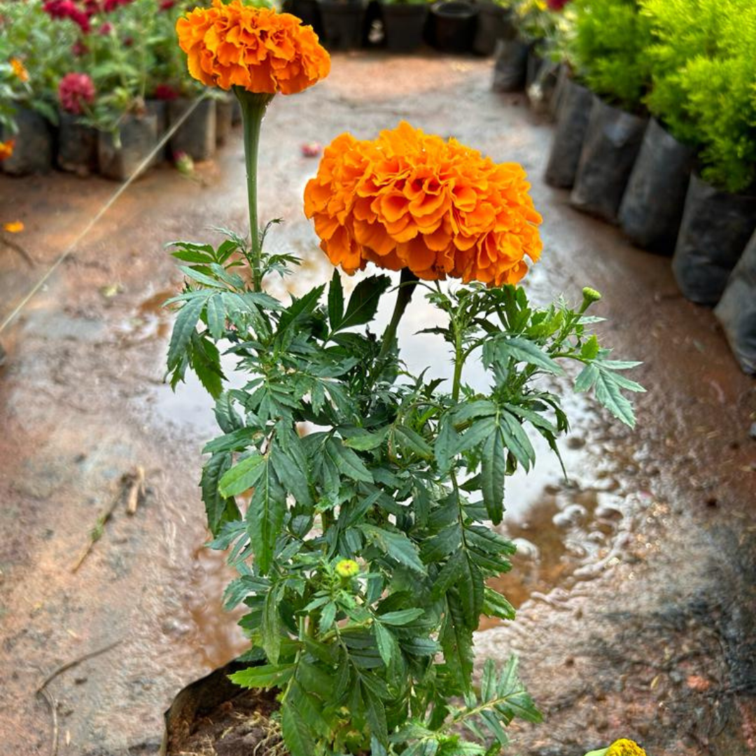 Orange Marigold (Tagetes erecta) All Time Flowering Live Plant