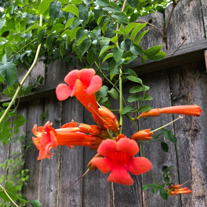 Orange Trumpet Vine / Tecoma (Campsis Radicans) Flowering Live Plant