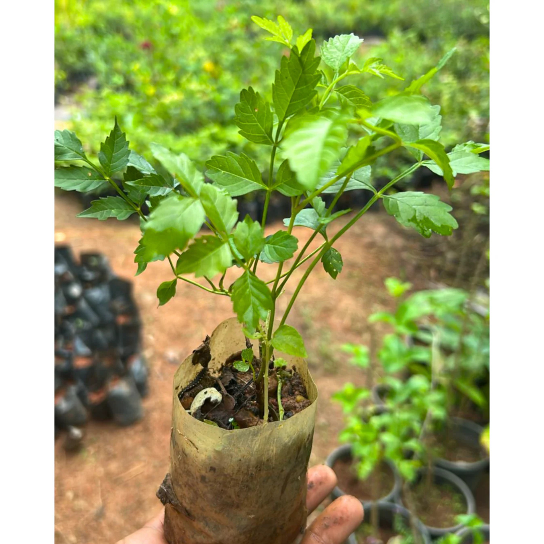 Orange Trumpet Vine / Tecoma (Campsis Radicans) Flowering Live Plant
