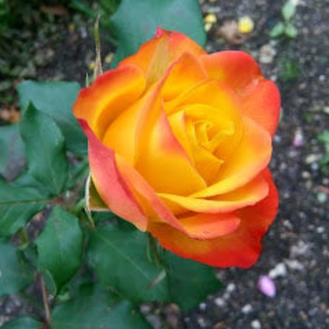 Orange and Yellow Double Coloured Grafted Rose Live Plant
