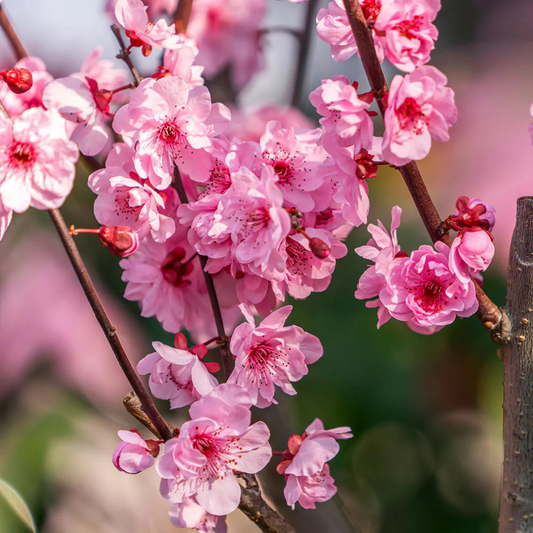 Ornamental Peach Tree (Prunus persica) Rare All Time Flowering Live Plant
