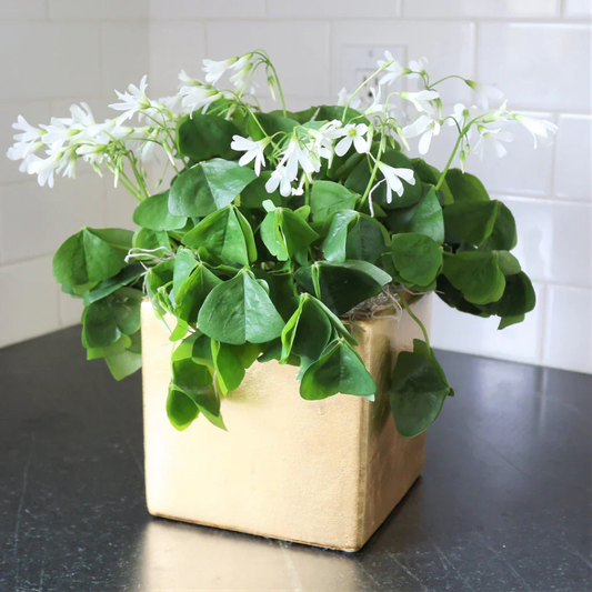 Oxalis Green with White Flowers Indoor Live Plant