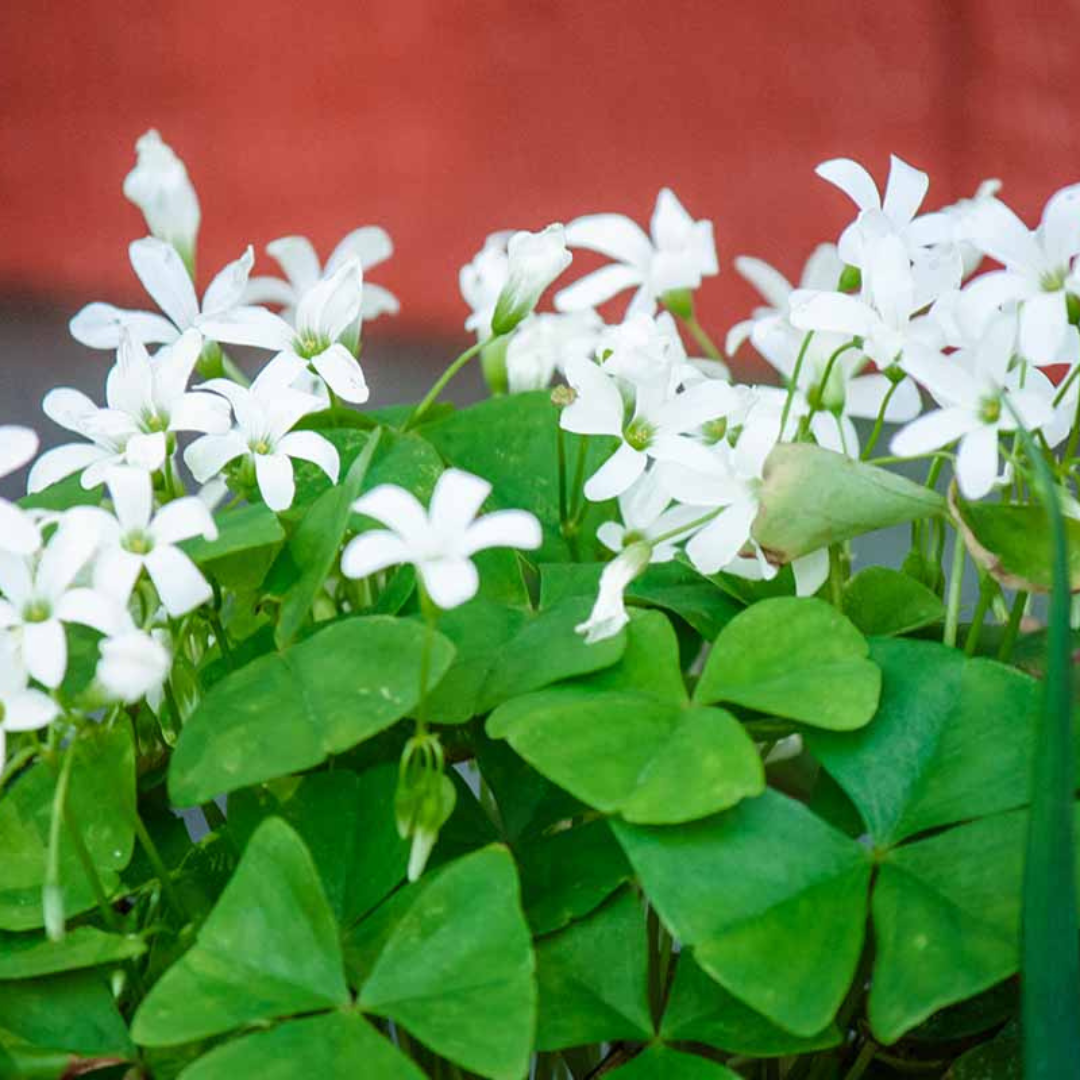 Oxalis Green with White Flowers Indoor Live Plant