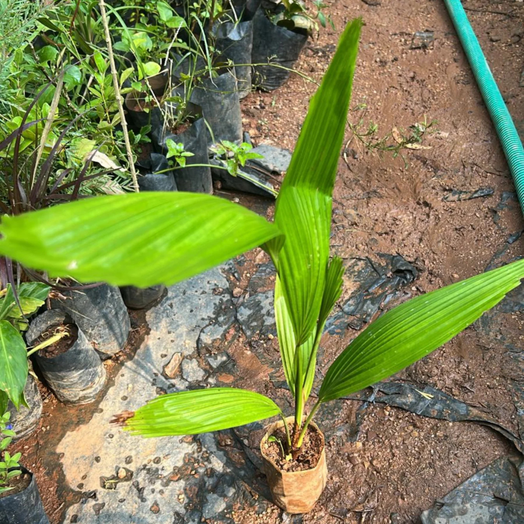 Palmyra Palm (Borassus flabellifer) Live Plant