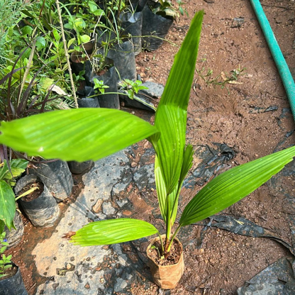 Palmyra Palm (Borassus flabellifer) Live Plant