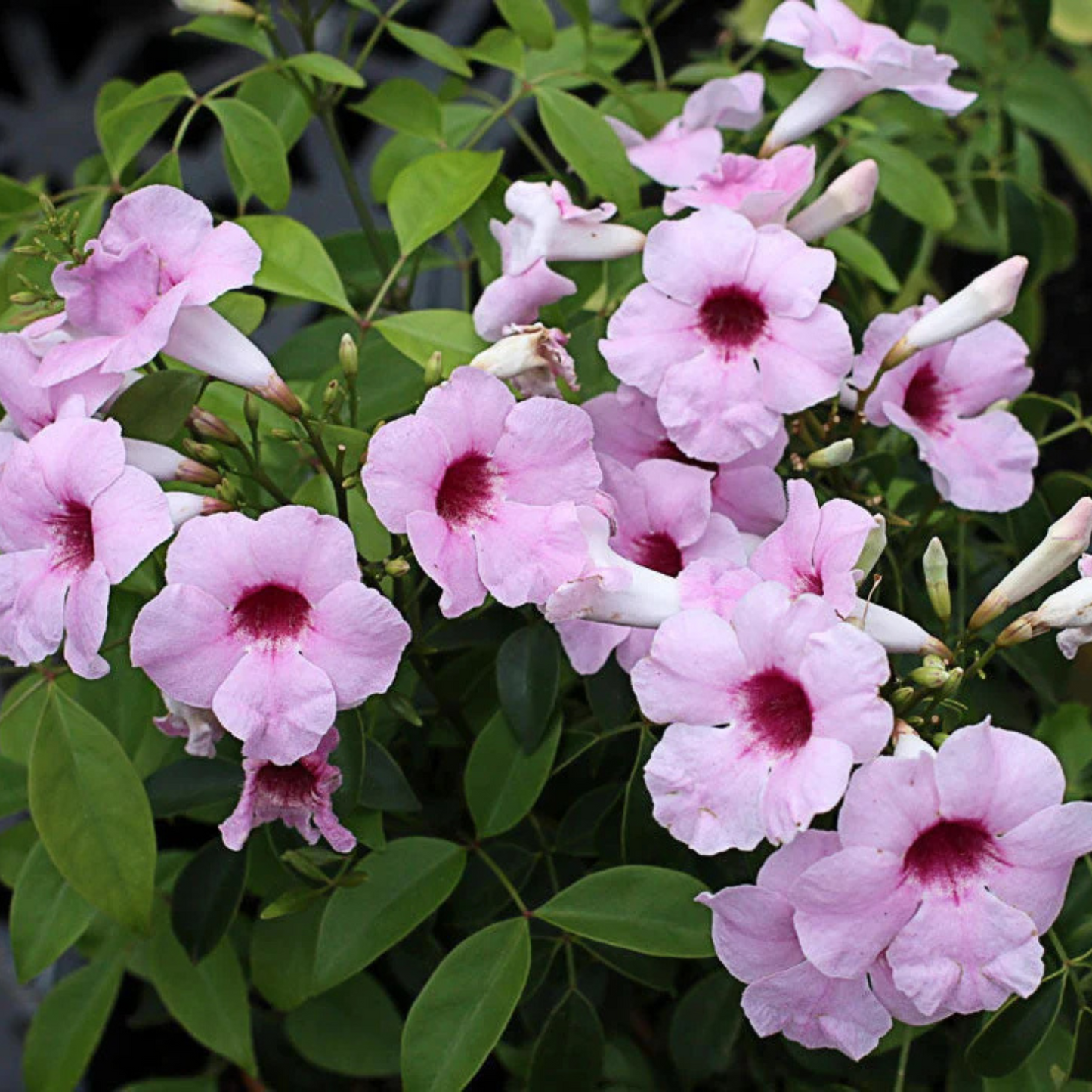 Pandora Jasminoids Pink Flowering Live Plant - Green Leaves
