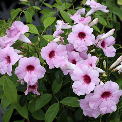 Pandora Jasminoids Pink Flowering Live Plant - Green Leaves