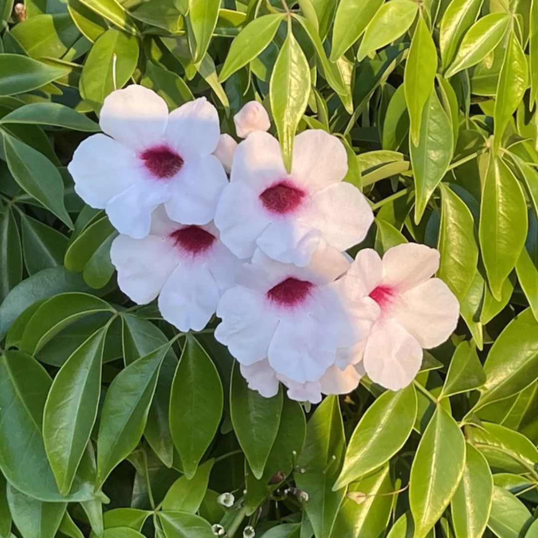 Pandora Jasminoids White Flowering Live Plant - Green Leaves
