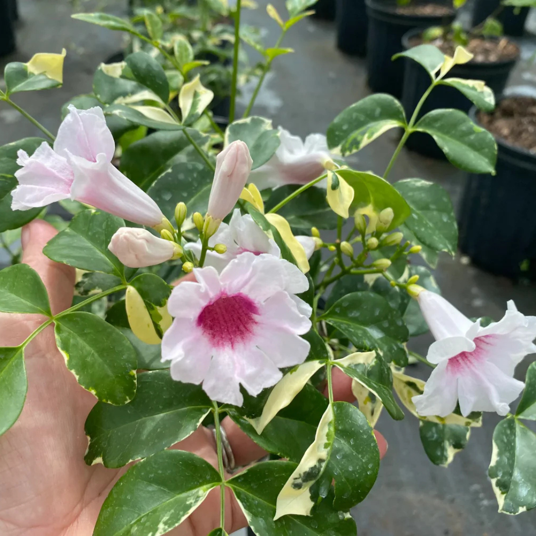 Pandora Jasminoids White Flowering Live Plant - Variegated Leaves