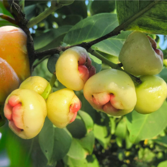 Paneer Champa (Syzygium jambos) Fruit Live Plant