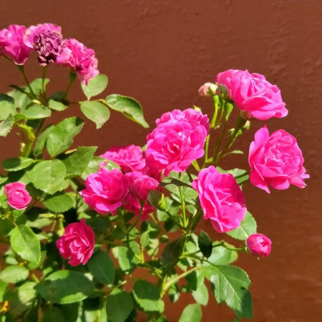 Paneer / Edward Rose Own Rooted Live Plant