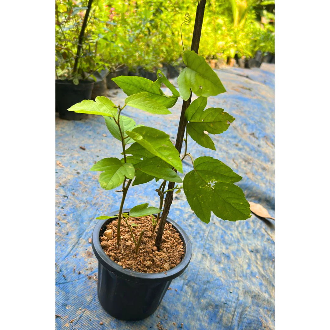 Passiflora Caerulea (Krishna Kamal) White Flowering Live Plant