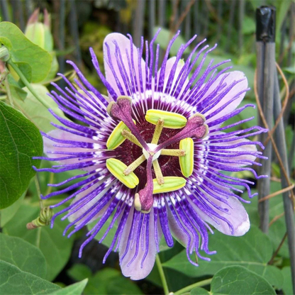 Passiflora Purple (Krishna Kamal) Flowering Live Plant
