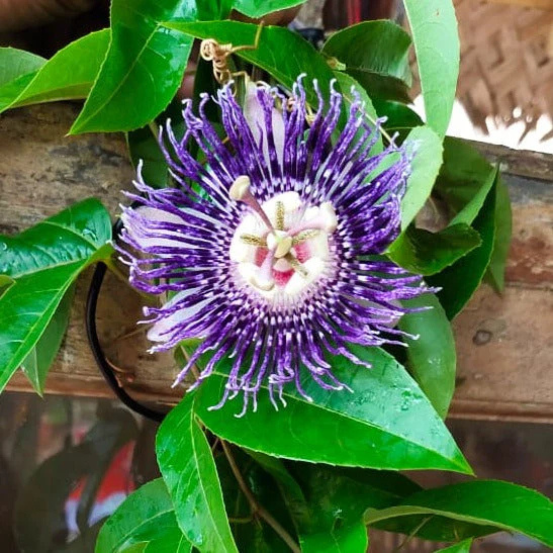 Passiflora Purple (Krishna Kamal) Flowering Live Plant