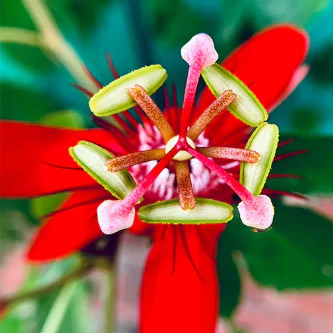 Passiflora Red Krishna Kamal (Red Passion Flower) All Time Flowering Live Plant