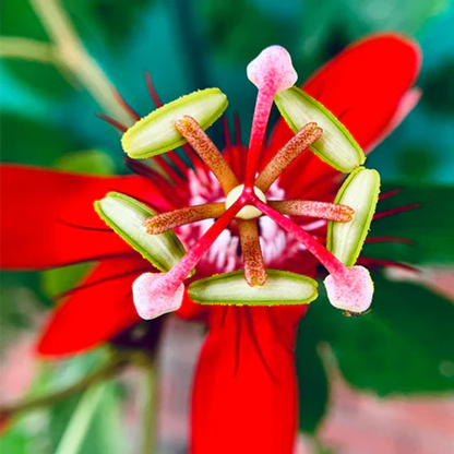 Passiflora Red Krishna Kamal (Red Passion Flower) All Time Flowering Live Plant