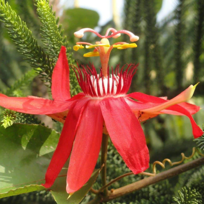 Passiflora Red Krishna Kamal (Red Passion Flower) All Time Flowering Live Plant