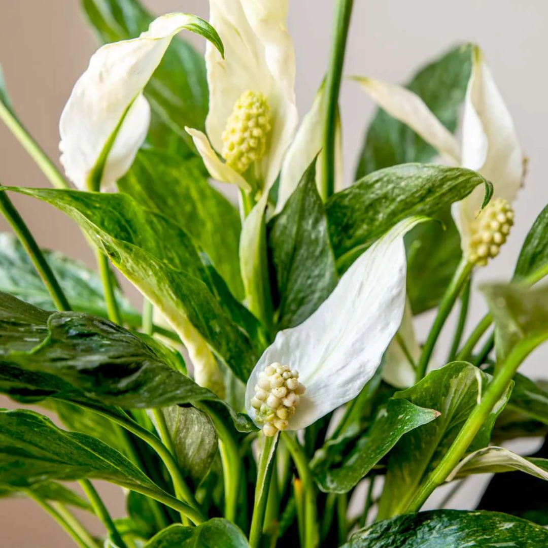 Peace Lily / Spathiphyllum Variegated Indoor Plant