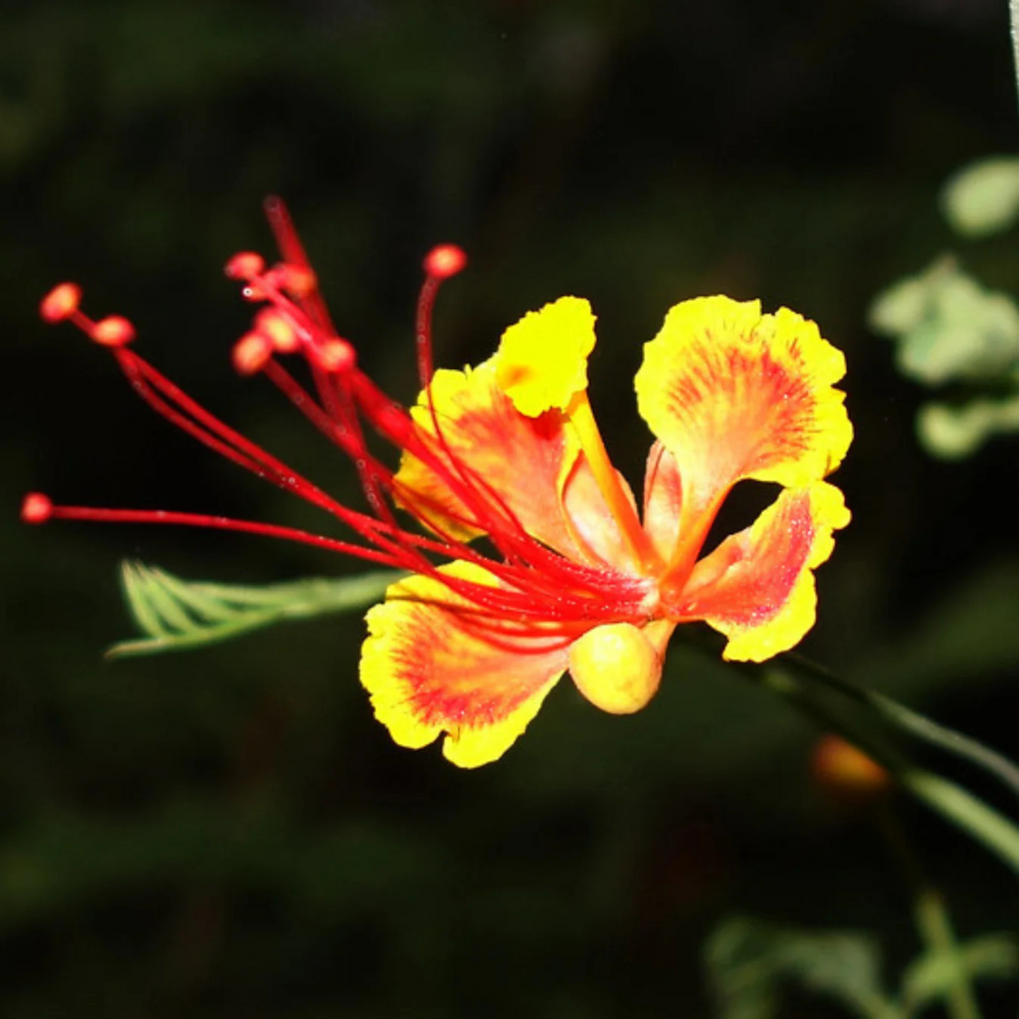 Peacock Flower / Rajamalli Red (Caesalpinia pulcherrima) Flowering Live Plant