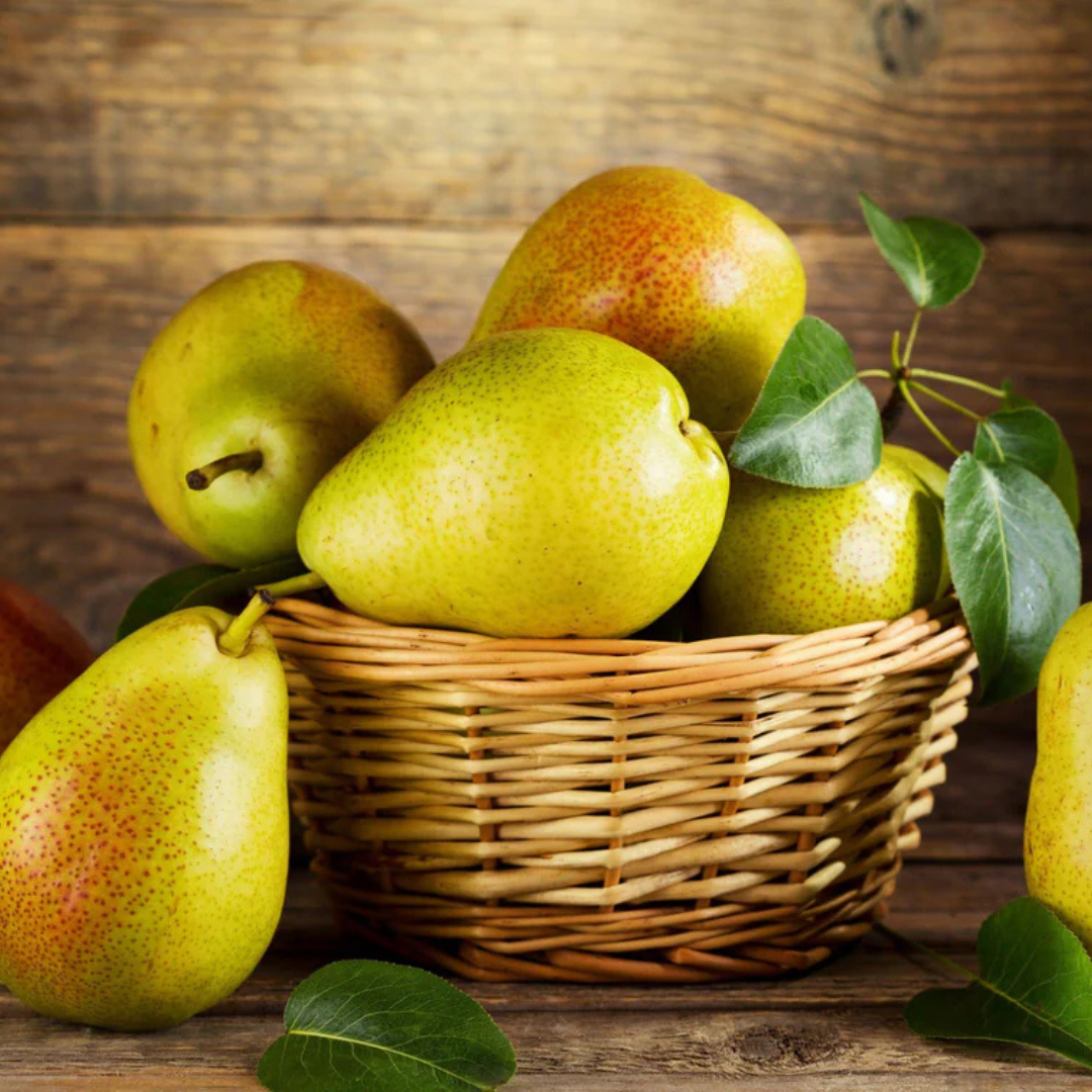 Pear (Nashpati) Grafted Fruit Live Plant