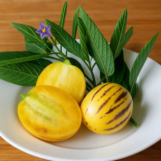 Pepino Melon / Tree Tomato Fruit (Solanum muricatum) Live Plant