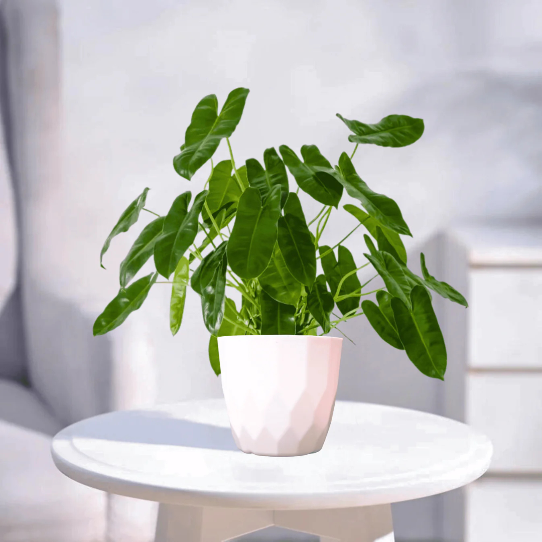 Philodendron Indoor and Outdoor Live Plant