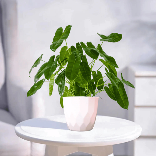 Philodendron Indoor and Outdoor Live Plant