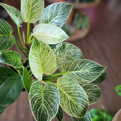 Philodendron 'Birkin' Indoor / Outdoor Live Plant