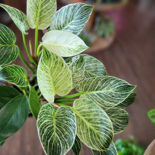 Philodendron 'Birkin' Indoor / Outdoor Live Plant